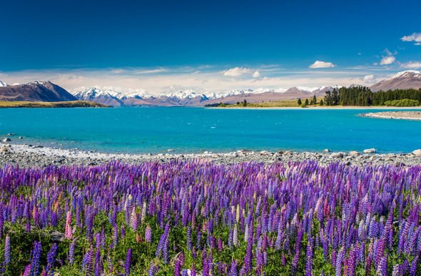 Lake Tekapo in spring