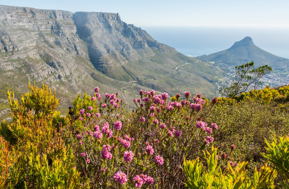 Visitor Guide: South Africa's Table Mountain