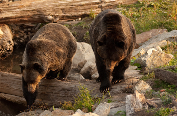 Bears in Grouse Mountain