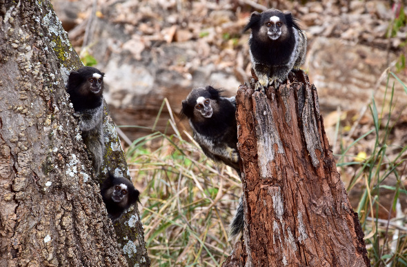 Little marmoset monkeys looking from tree trunks