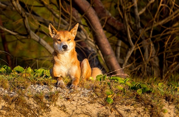  Dingo basking in a sunset on Fraser Island.