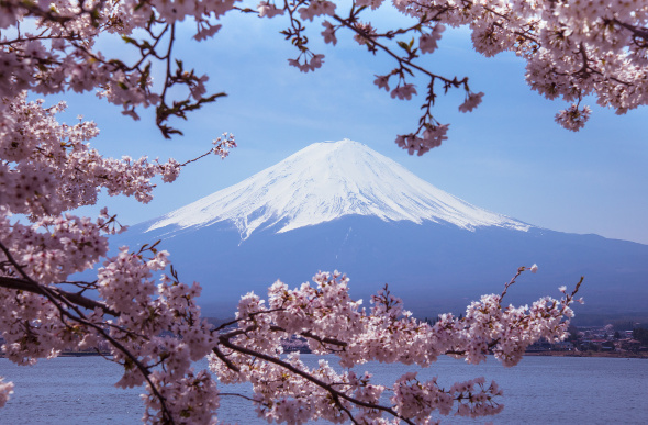 Mt Fuji seen through the branches of a cherry blossom tree