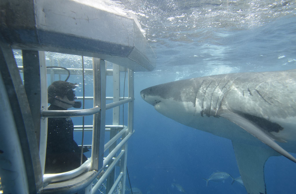 A great white shark and diver in a cage staring face to face