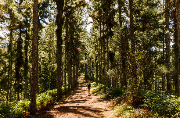 A hiker wanders among tall trees on Tahiti.