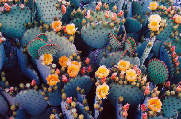 Cacti