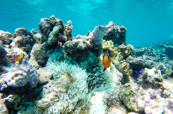 Turtle Island snorkelling with clown fish