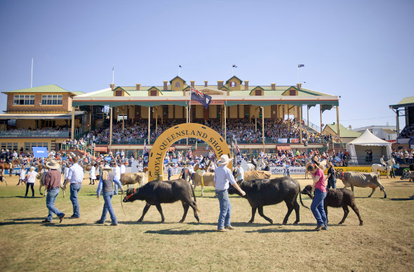 Cattle in competition at the Royal Queensland Show - aka The Ekka.