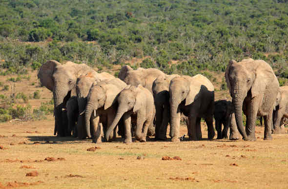 South Africa - Oranges and Elephants