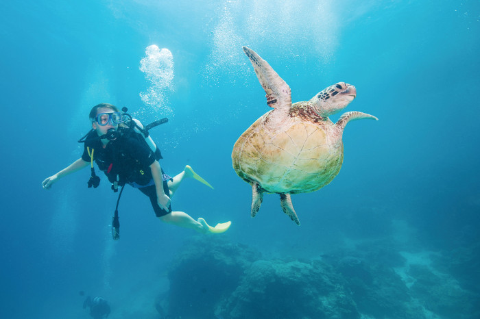 A Life Aquatic – How To Experience The Great Barrier Reef Responsibly